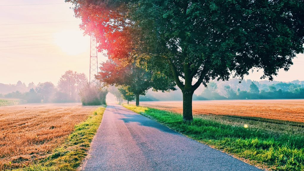 A sunrise appears low over the horizon with a long empty road ahead and a bright green tree in the foreground