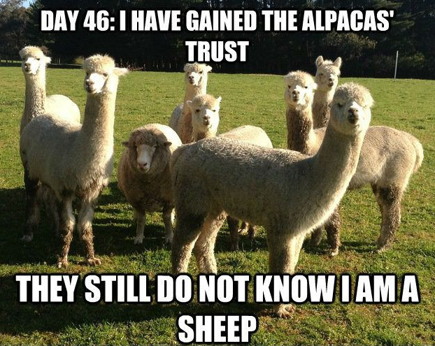 Meme with a photo of alpacas and one sheep that reads: "Day 46: I have gained the alpacas trust. They still do not know I am a sheep." 